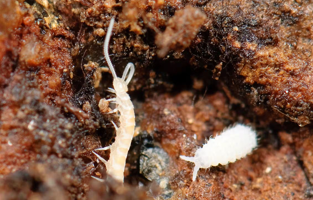 Two centipede-like creatures caught on camera immediately after a rock is lifted.