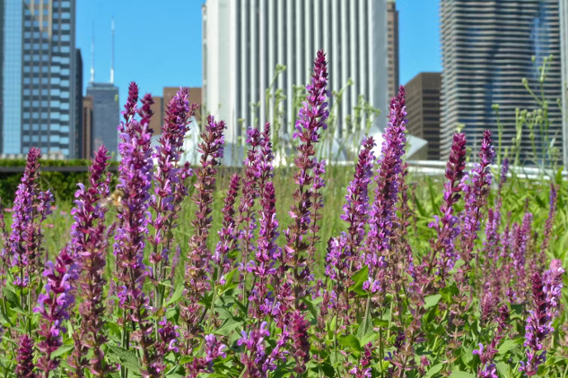 Local wildflowers in Chicago, in front of Millennium park