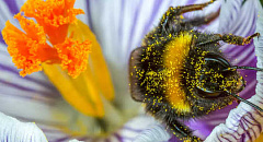 What Are City Bees' Favorite Flowers?