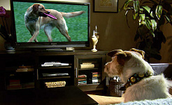 What Dogs See When They Watch Television