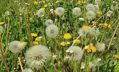 Conventional Medicine and the Placebo Effect in Hay Fever Cures