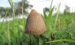 magic mushrooms 2 17