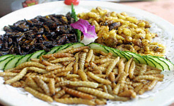 What Is It That Puts People Off Eating Insects?