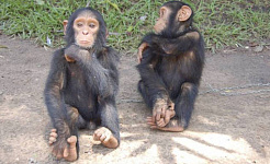 Watch Mom Teach Young Chimps To Use Tools