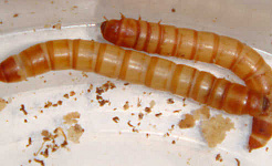How Hungry Mealworms Can Recycle Styrofoam Trash