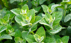 Herbal Gardening: Hints on Mints