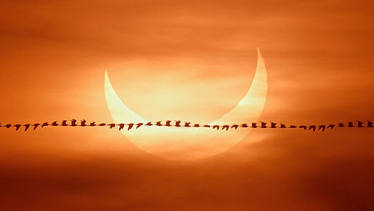 annular solar eclipse with bird(s) in silhouette in a time-lapse photo