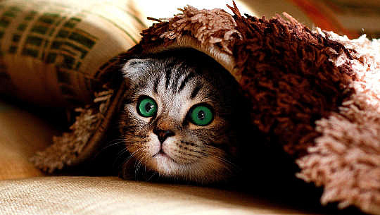 a wide-eyed cat hiding under a rug