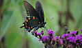 butterfly on a flowering branch
