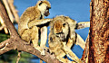 Male Baboons With Female Pals Live Longer