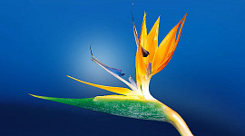 a bird of paradise flower