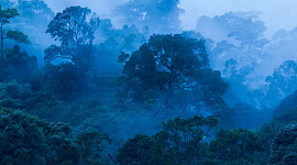 forests in the tropics are critical for tackling climate change