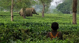 Asian elephants in a tea plantation in India with a child in the tall grass, watching.