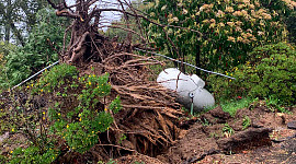 huge tree feelled by the storm and propane tank resting at an angle partly in the air.