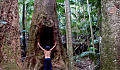 a man in a rainforest facing a huge tree with a wide hole in it
